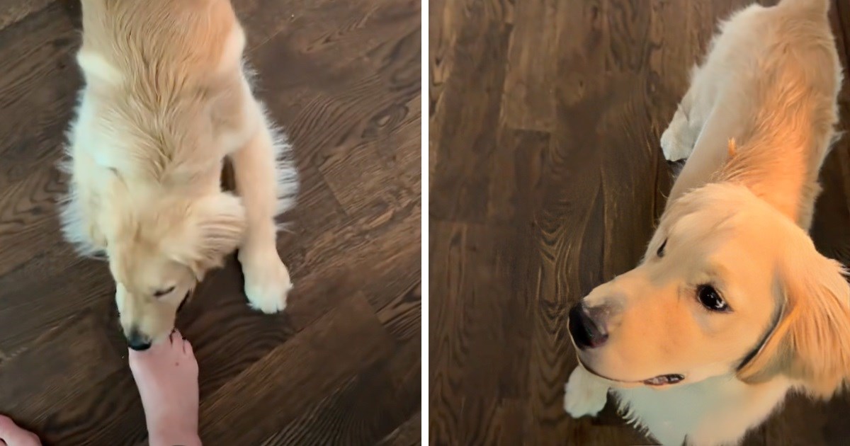 Pas gnjavio vlasnicu, ona mu "zaprijetila" mačkom. Pogledajte kako je reagirao