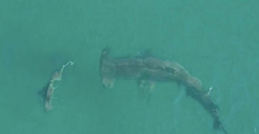 VIDEO Snimio ogromnog morskog psa kako lovi manje, jednog je pojeo živog