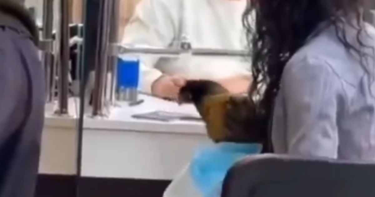 VIDEO Rusi čekali na šalterima s kokošima. Sve zbog nove uredbe
