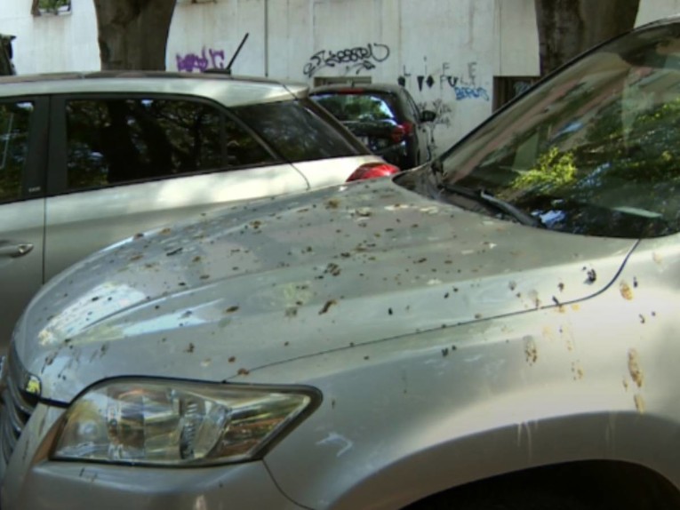 Čvorci godinama stvaraju probleme u Puli. Grad nabavio četiri sokola