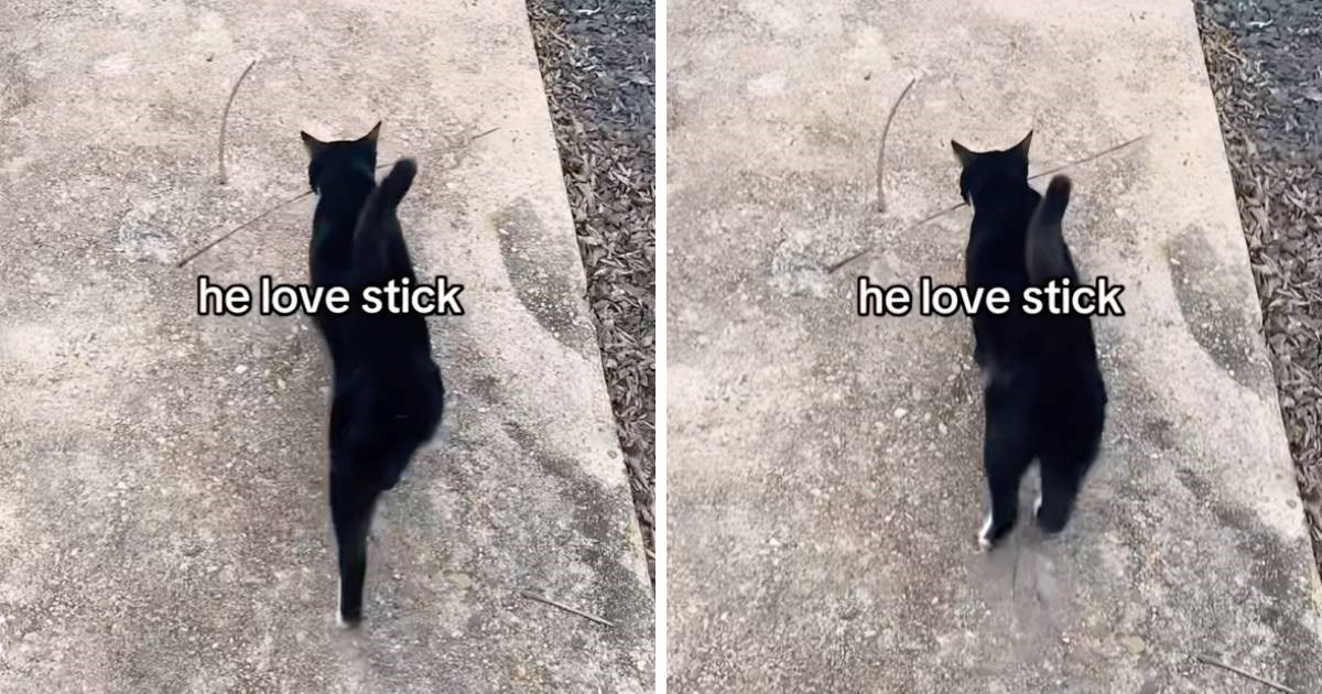 Svaki put kad pronađe grančicu, ovaj mačak se ponaša kao pas. Video nasmijao ljude