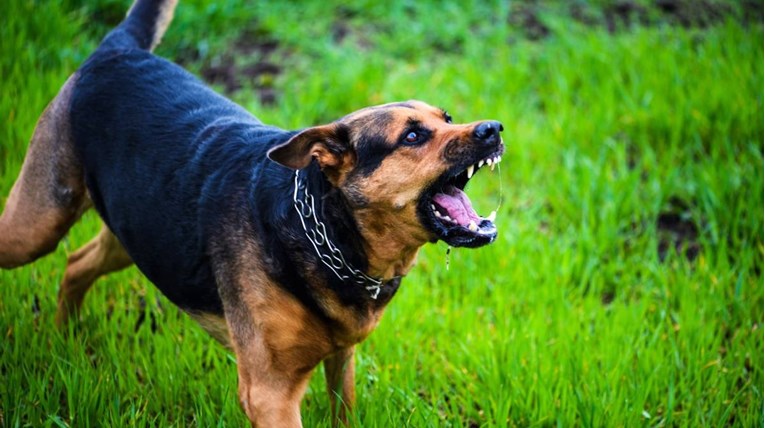 Ženu u Engleskoj (80) napali i ubili psi u njenom vrtu