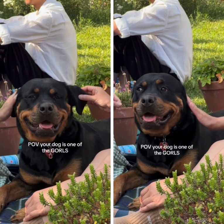 Žena išla na piknik s prijateljicama i povela rotvajlericu, ona uživala u pažnji