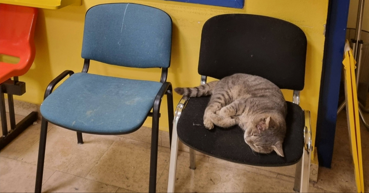 Mačak koji je zalutao u bolnicu u Dugoj Resi osvaja srca pacijenata i posjetitelja