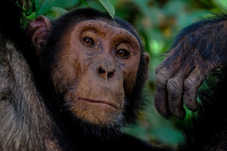 Znanstvenici čimpanzama pustili glazbu pa došli do čudesnih saznanja