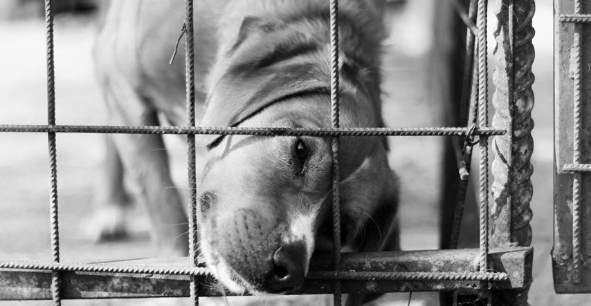 U Zagrebu se za pomoć psima organizira humanitarna edukativna izložba Heroji ulice