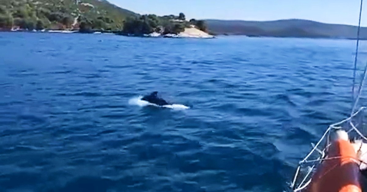 VIDEO Dupini kod Iža pratili brod, pogledajte njihovu simpatičnu igru