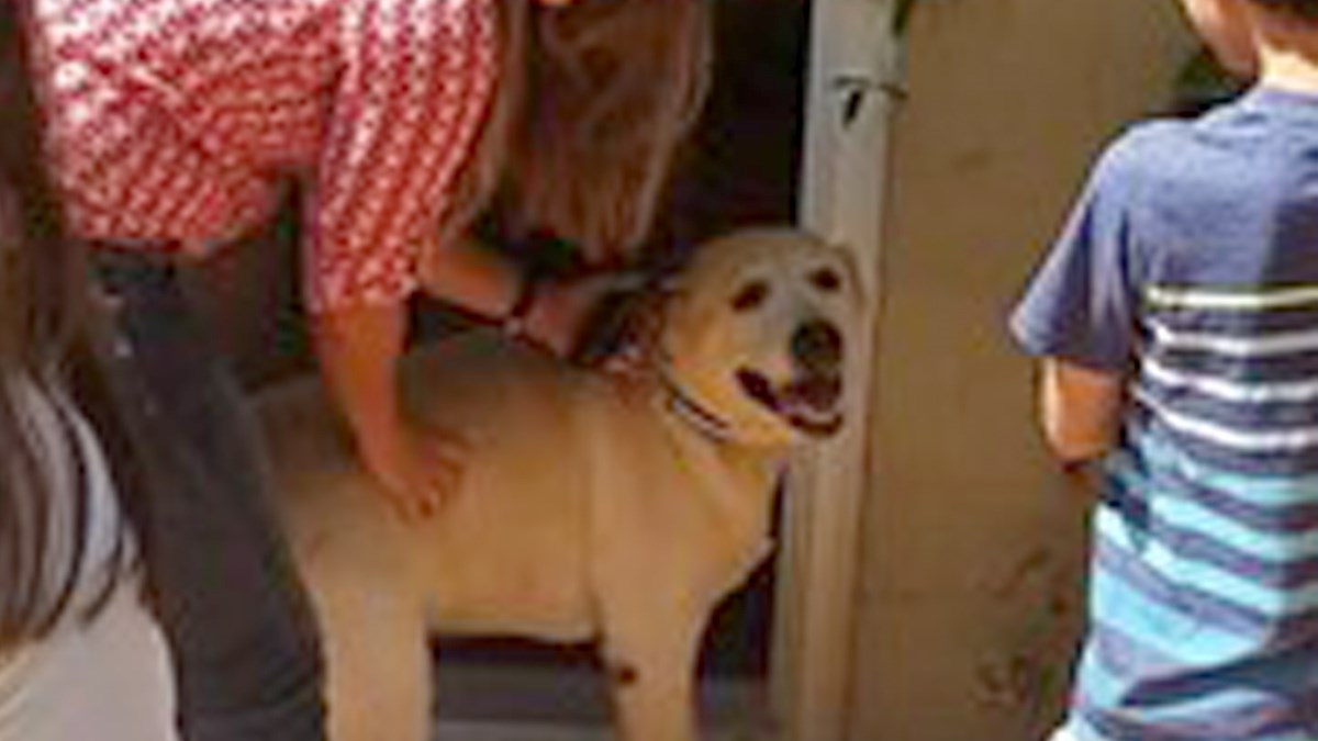 Vjerovali su da je njihova ljubimica zauvijek izgubljena, no onda se desilo čudo