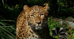 U zagrebački Zoološki vrt stigla je kineska leopardica, rijetka i atraktivna mačka