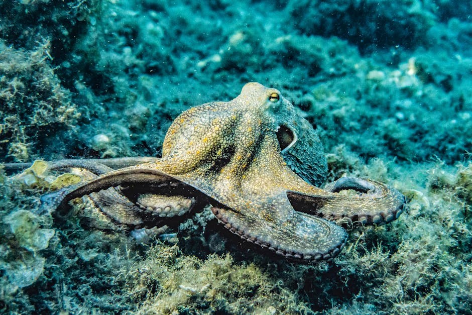 Hobotnice preferiraju koristiti različite krakove za različite zadatke, otkrili su znanstvenici