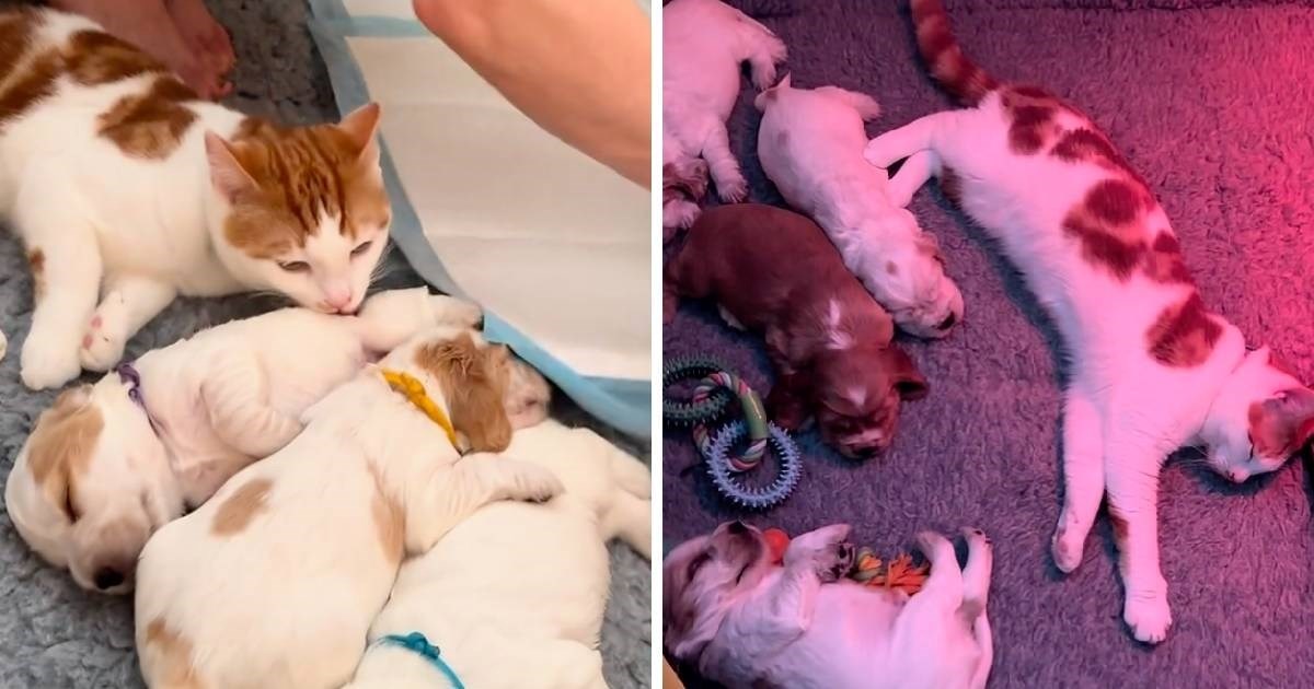 Umiljati sedmomjesečni mačak obožava štence. Pogledajte kako ih čuva