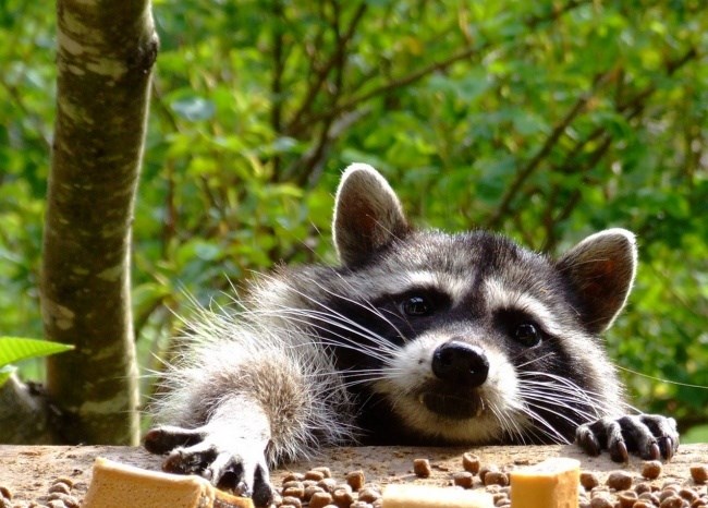 Deset smiješnih i slatkih fotografija rakuna koje će vam zasigurno popraviti dan