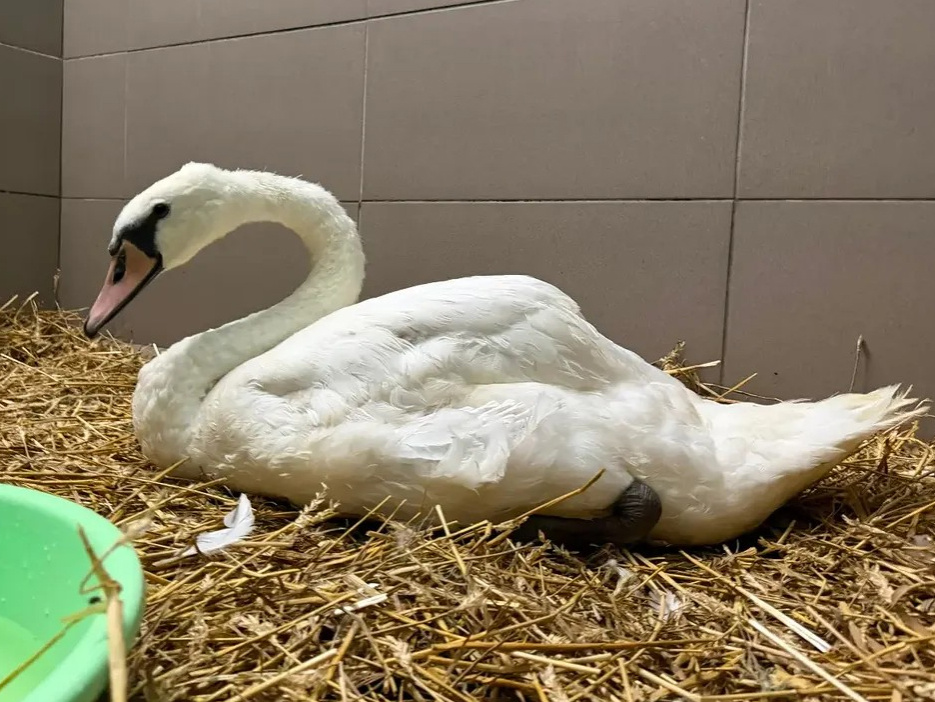 Labud se danima zadržavao uz jezero Rakitje, djelatnici Dumovca ga odvezli na pregled