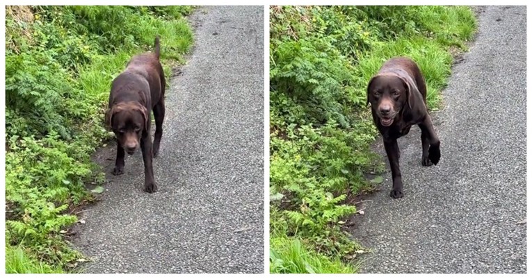 Labrador glumi da ga boli šapa kako bi izbjegao šetnju, snimka je urnebes