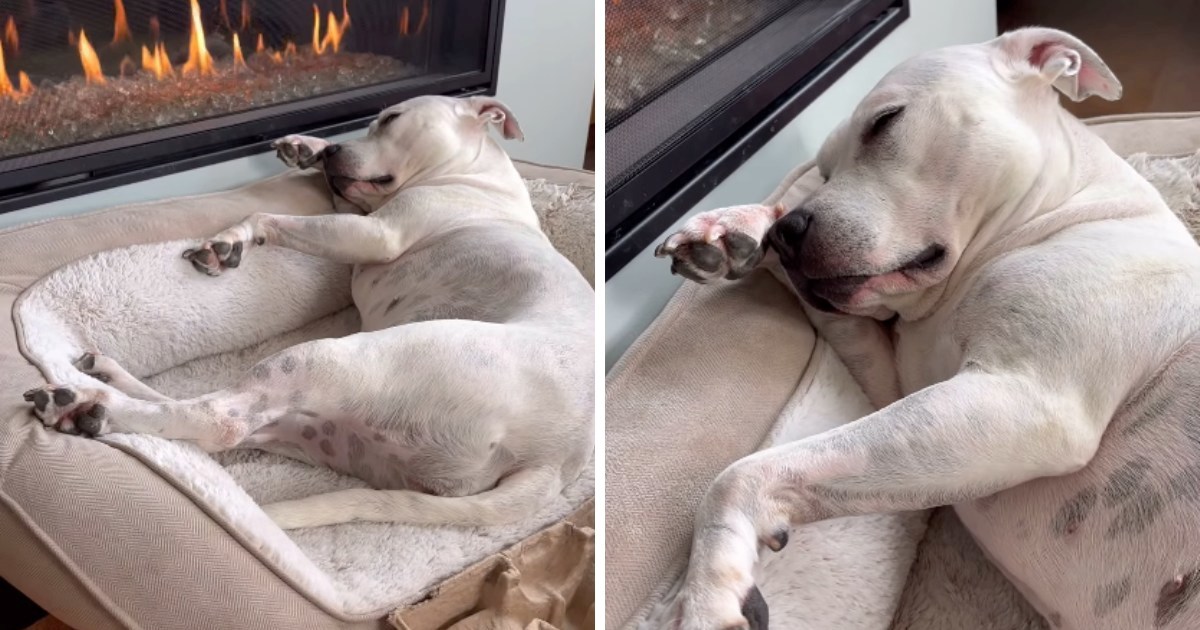 Nestašna kujica osvojila internet svojom jutarnjom rutinom