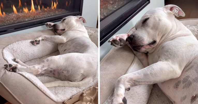 Nestašna kujica osvojila internet svojom jutarnjom rutinom