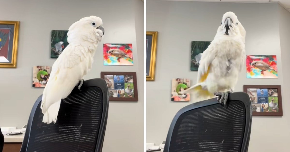 Simpatičan kakadu nasmijao mnoge oponašanje smijeha svoje vlasnice