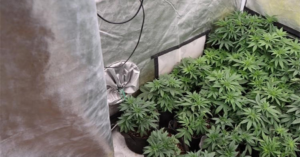 Našli mu laboratorij za uzgoj trave u Slavonskom Brodu. Uhićen je