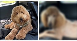 Vlasnik pokazao kako njegov pas izgleda nakon šišanja, prizor nasmijao mnoge