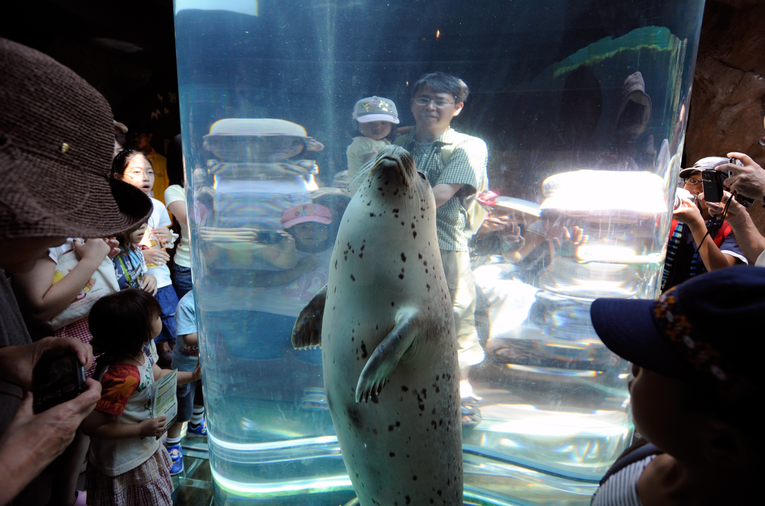 Zaposlenik japanskog ZOO-a: Riješio sam se tijela supruge, bacio sam ga u spalionicu