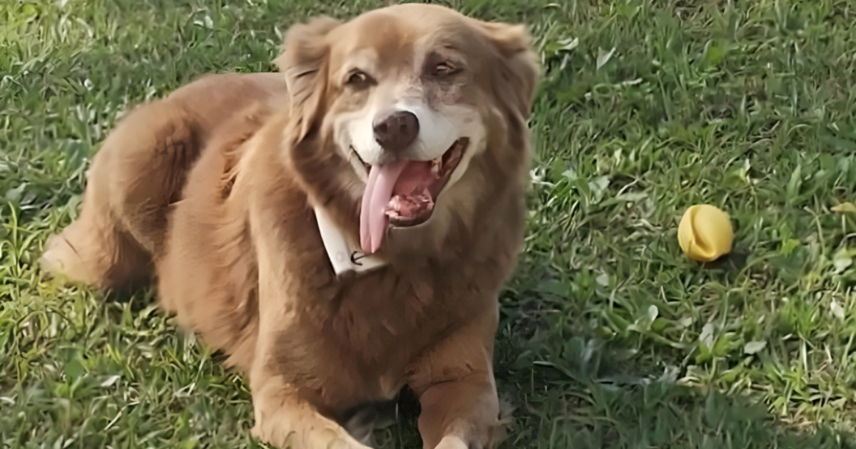 São Paulo dopušta zajednički pokop ljudi i ljubimaca. To je zasluga ovog vjernog psa