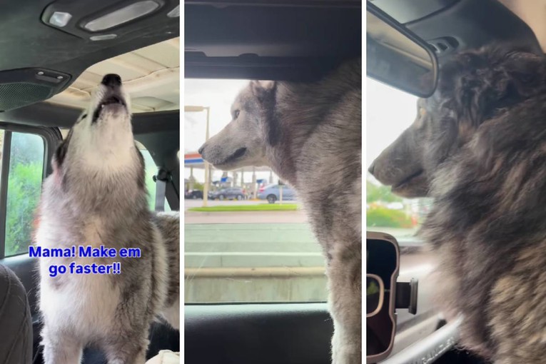 Psi se žalili jer moraju čekati u redu u drive-throughu, video je urnebesan