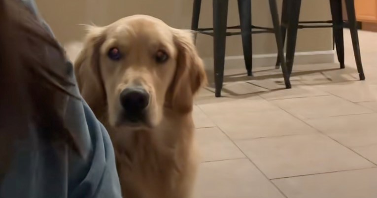 Zlatni retriver dobio doručak sat vremena ranije pa odbio jesti. Razlog je smiješan