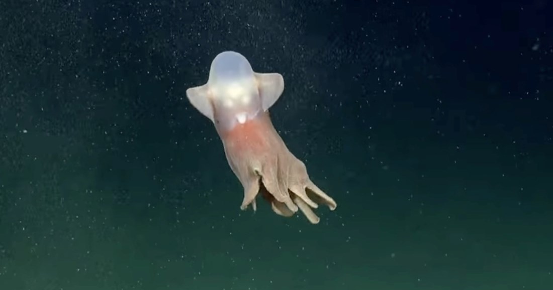 Ova hobotnica jedna je od najrjeđih na svijetu. Podsjeća li vas na lik iz crtića?