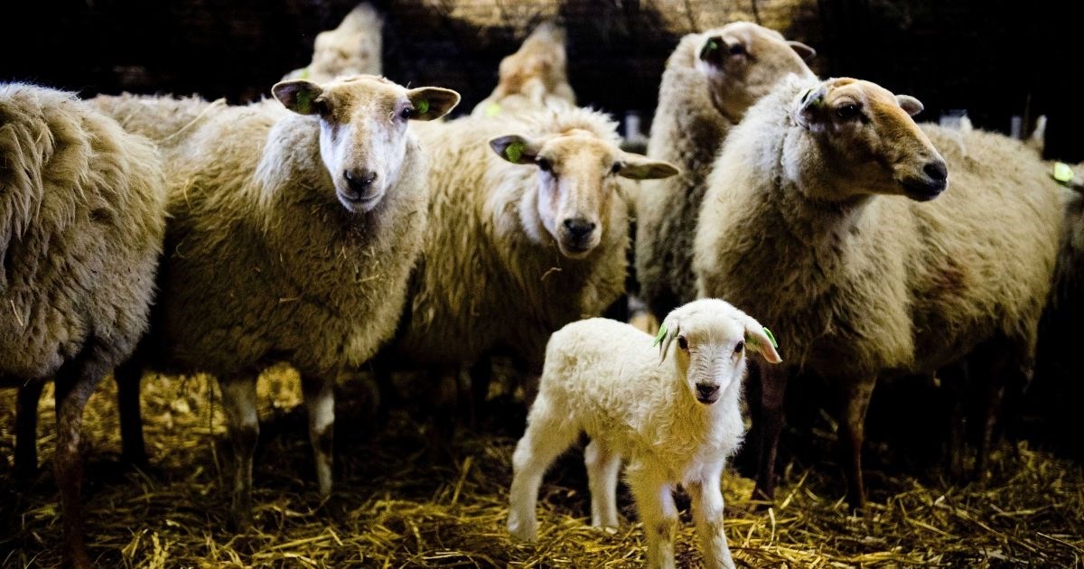 U Engleskoj prvi slučaj ptičje gripe kod ovce, eutanazirali je