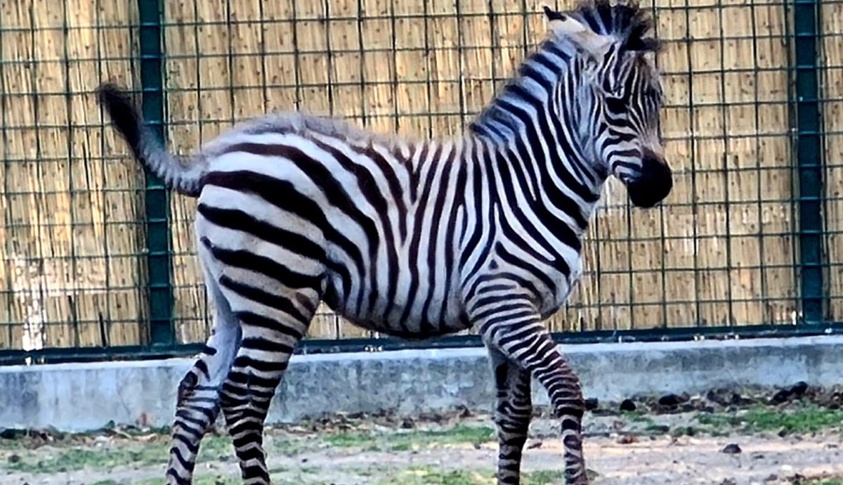 Vatrogasci zebrici iz Zagrebačkog zoološkog vrta dali ime Iskra