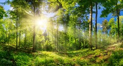 Na Zemlji još treba otkriti 9000 vrsta drveća
