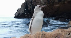 Iznimno rijetki bijeli pingvin pronađen na Galapagosu