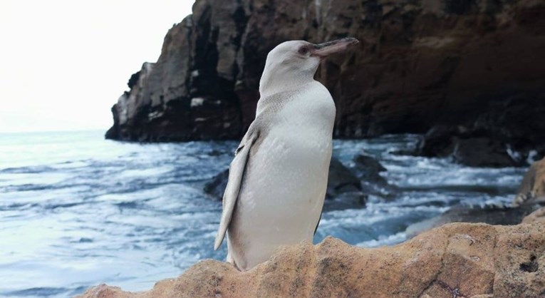 Iznimno rijetki bijeli pingvin pronađen na Galapagosu
