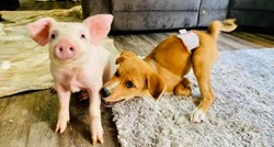 Prijateljstvo između psa Winnieja i svinje Wilme oduševilo ljude na internetu