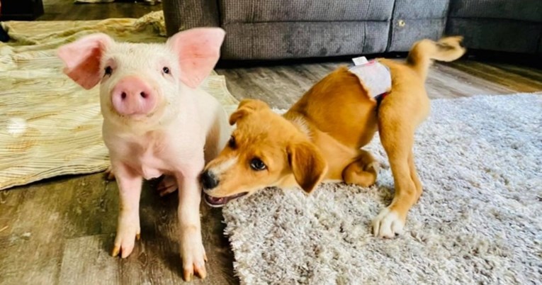 Prijateljstvo između psa Winnieja i svinje Wilme oduševilo ljude na internetu