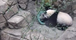 Mladunče pande dobilo darove za rođendan, pogledajte što je s njima učinilo