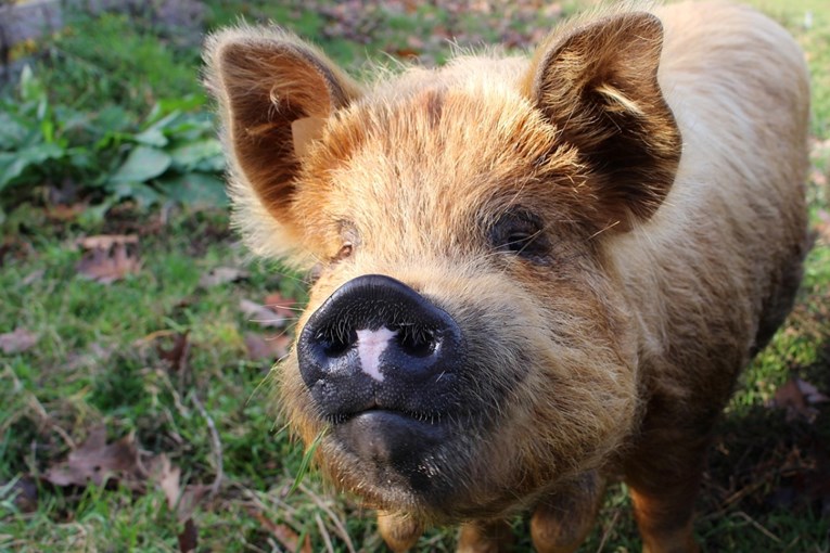 Kunekune svinje: Sve što trebate znati o ovim simpatičnim ljubimcima