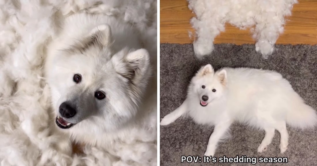 Vlasnica pokazala kako izgleda sezona linjanja samojeda, video je presladak