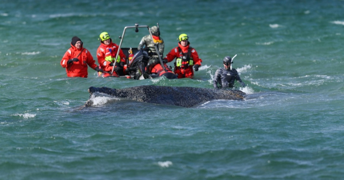 FOTO U Njemačkoj se nasukao kit. Pokrenuta je akcija spašavanja