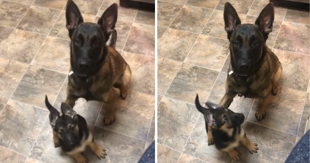 Štenac bio previše uzbuđen zbog keksića pa dobio lekciju, prizor je postao hit