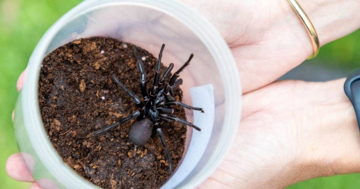 U Australiji pronađen najveći mužjak najotrovnije vrste pauka na svijetu