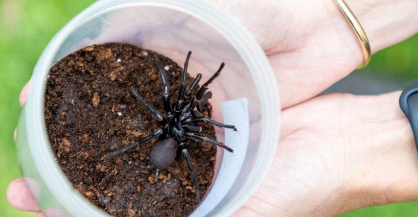 U Australiji pronađen najveći mužjak najotrovnije vrste pauka na svijetu