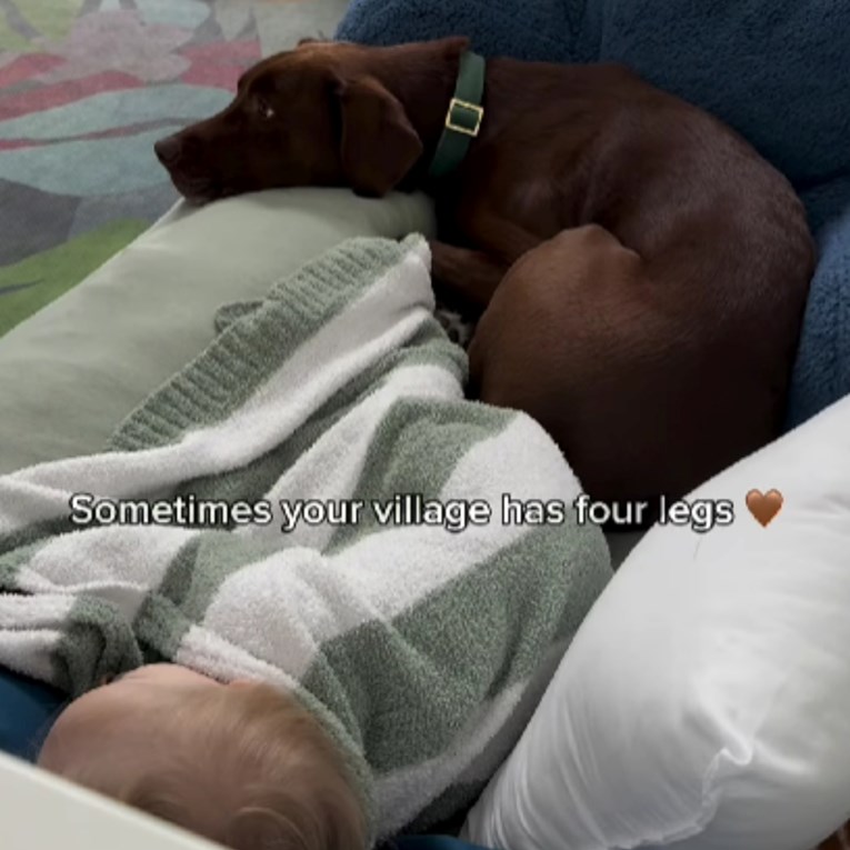 Labrador i beba u istom krevetiću: Snimka raznježila ljude