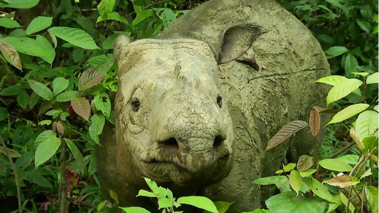 Uginuo posljednji sumatranski nosorog u Maleziji