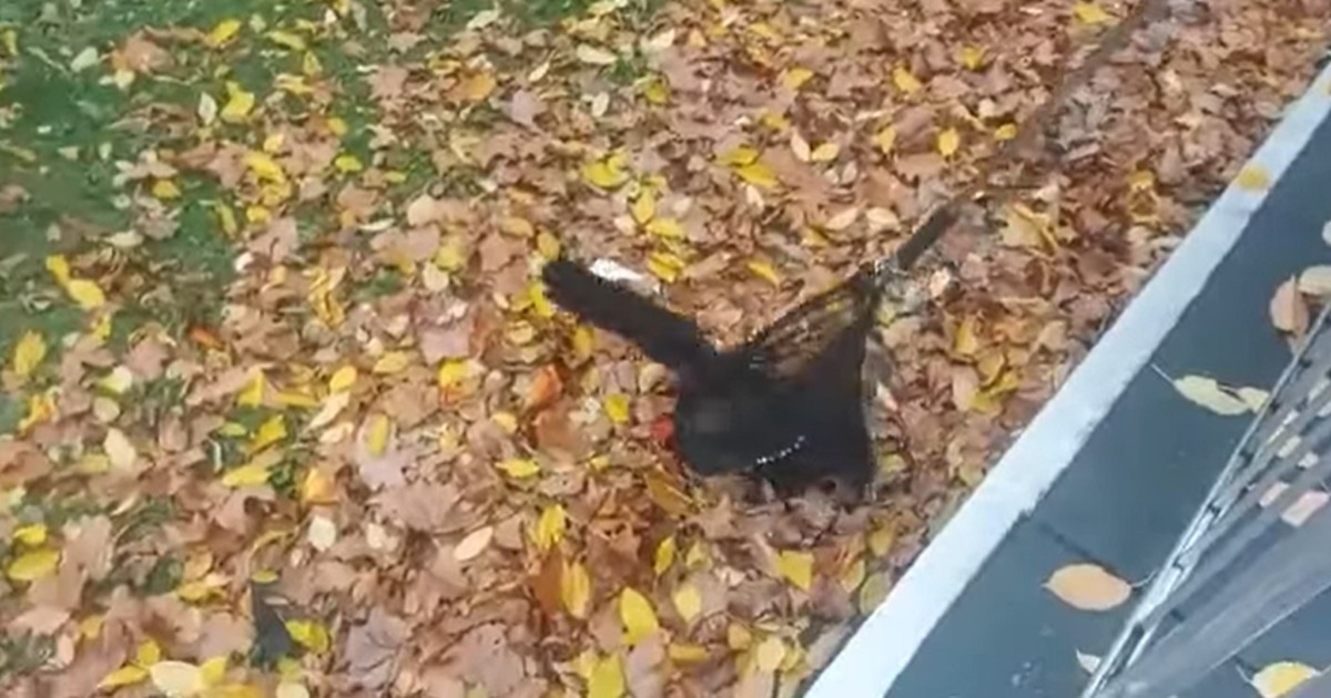 VIDEO Maca upala u probleme na zagrebačkom Vrbiku, spasili je djelatnici Dumovca