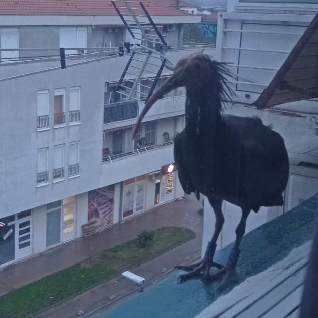 Udruga: Ženka ćelavog ibisa koja je došla u Hrvatsku je nastrijeljena ili otrovana