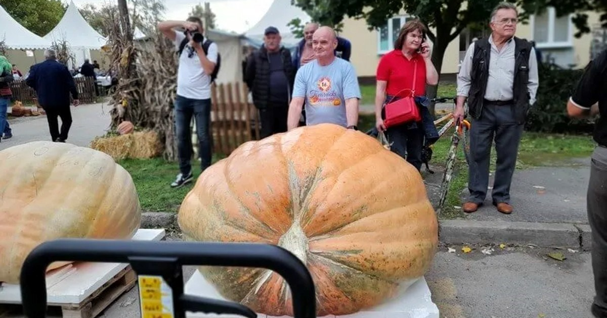 Ovo je najteža bundeva u Hrvatskoj, teško da biste pogodili koliko teži