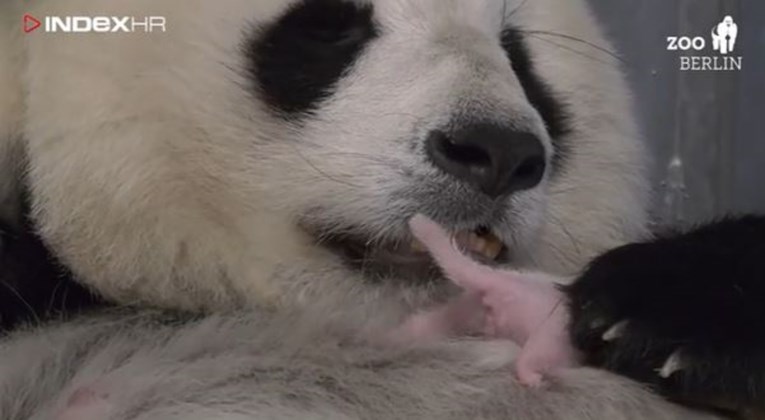 VIDEO Preslatke bebe pande su nešto najslađe što ćete vidjeti danas