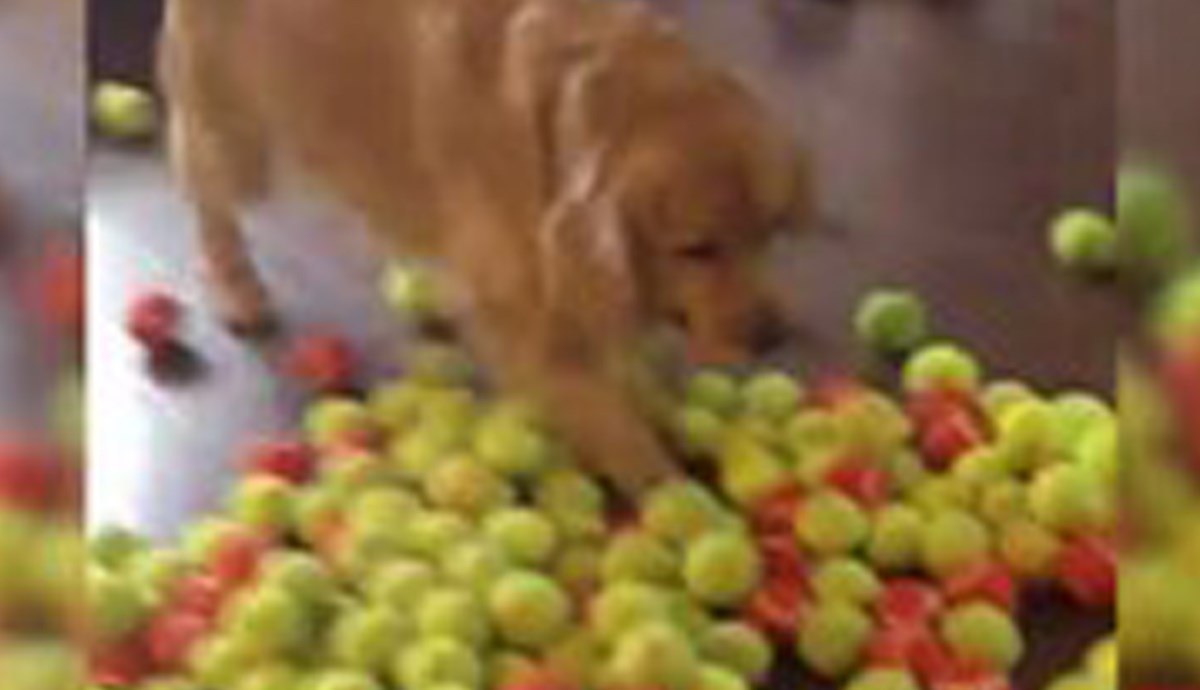 Ovako izgleda najbolji pseći rođendan ikad