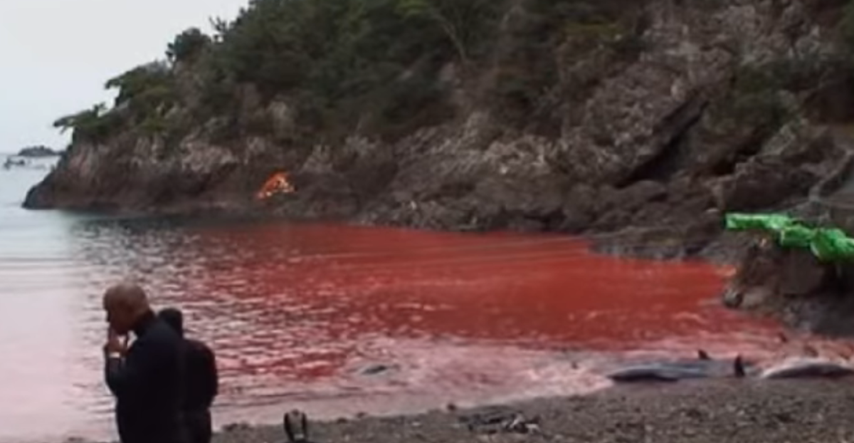 Veliki pokolj dupina kreće u Japanu, more će ponovno biti obojeno krvlju